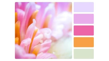 Light Colour Palette